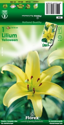 Zomerbollen en vaste planten Lelie Lelie Yelloween per 1 Lelie Yelloween per 1 (a6270) Zomerbollen en vaste planten Lelie Lelie Yelloween per 1 Lelie Yelloween per 1 (a6270)